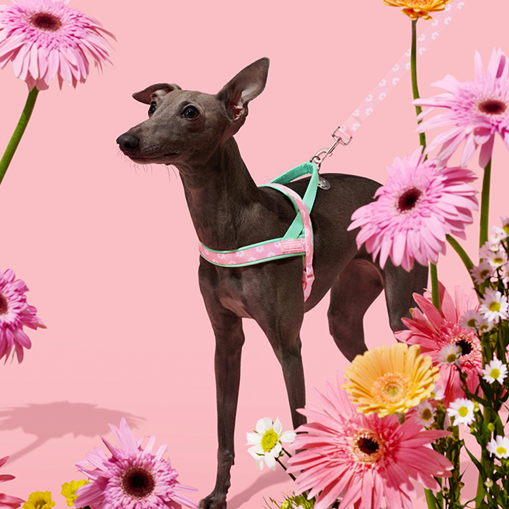 Luxury Pet Chest Strap Tractio - Headcollar Rope Set 评论和价格